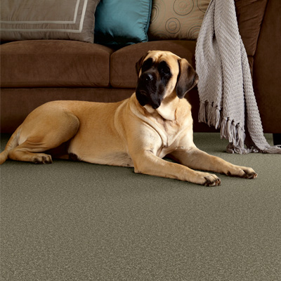 dog-friendly carpet